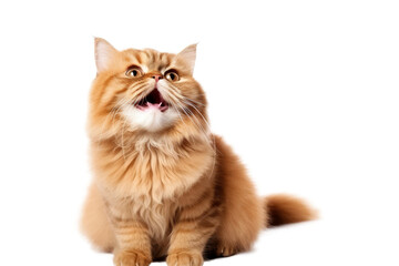 Fototapeta premium Cute fluffy portrait smile kitty Cat that looking at camera isolated on clear png background, funny moment, lovely cat, pet concept.