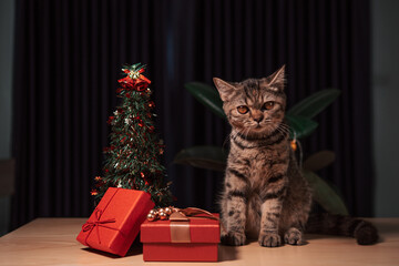 Scottish cat and New Year and Christmas decorations in dark blue tones. Christmas tree and red gift box. Isolated on blue background gift The cat among the gifts sits on the table.