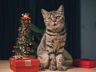 Scottish cat and New Year and Christmas decorations in dark blue tones. Christmas tree and red gift box. Isolated on blue background gift The cat among the gifts sits on the table.