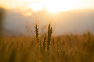 Fototapeta premium Sunset in a wheat field