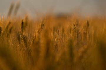 Obraz premium Sunset in a wheat field