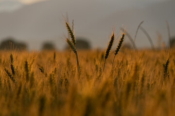 Fototapeta premium Sunset in a wheat field
