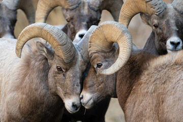 Bighorn Rams, taking a break during Rut.  