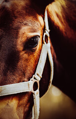 A close-up portrait of a bay colt on a farm. Equestrian life and agriculture. Horse care. Horse eyes.
