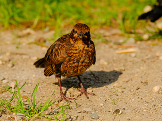 Close-up of beautiful young blackbirds looking for food, taken in Germany on a sunny day. 