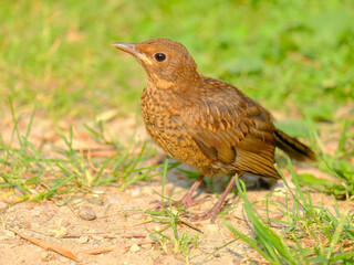 Close-up of beautiful young blackbirds looking for food, taken in Germany on a sunny day. 
