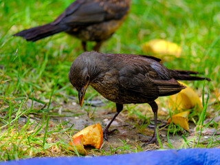 Close-up of beautiful young blackbirds looking for food, taken in Germany on a sunny day. 