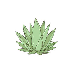 Agave isolated vector