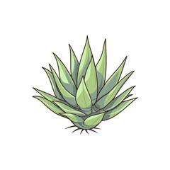 Agave isolated vector