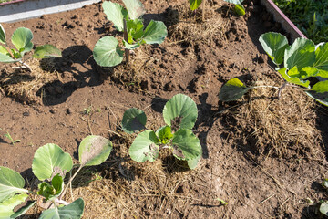 Young radish sprouts or Raphanus sativus growing in the kitchen-garden. Close up image, selective focus.