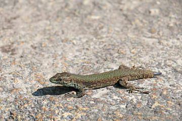 promenade du lézard sans queue