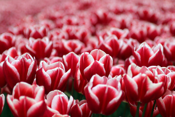 A field of red an white tulips in the Netherlands