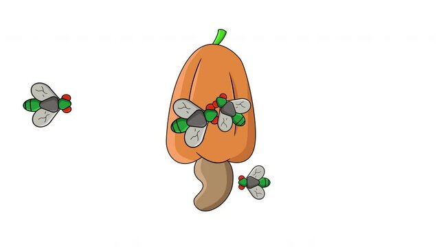 Animation of cashew fruit being attacked by flies