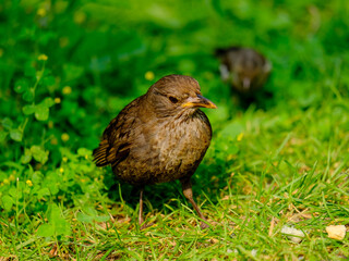 Close-up of beautiful young blackbirds looking for food, taken in Germany on a sunny day. 