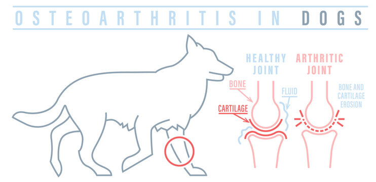 Arthritis, osteoarthritis in dogs. Common disease. Veterinarian infographics.