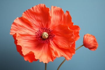  a close up of an orange flower on a blue background with a red center and a yellow stamen in the middle of the center of the center of the flower.