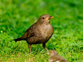 Close-up of beautiful young blackbirds looking for food, taken in Germany on a sunny day. 