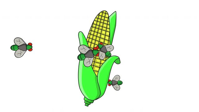 Animation of corn fruit being infested with flies