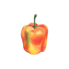 Orange pepper. Paprika. Sweet red bell pepper. Watercolor illustration. Healthy vegetables. Healthy eating. Icon, sticker printing, logo.