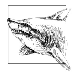 Graphic portrait of a shark in sketch style on a white background.