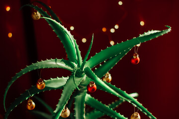 Fototapeta premium aloe vera decorated with Christmas tree balls in home interior. Houseplant Christmas tree.