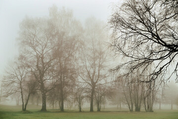 Obraz premium Novemberstimmung auf dem Land - November mood in the country 