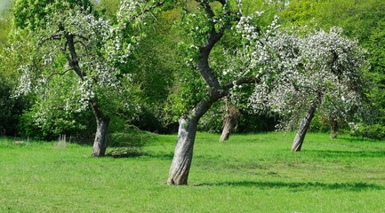 orchard meadow,streuobstwiese
