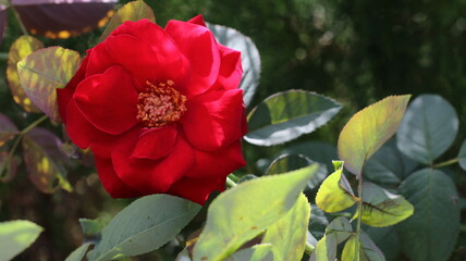red tulips in the garden