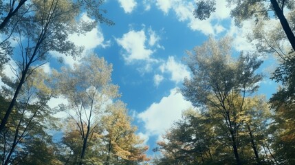 Fototapeta premium blue sky background, a forest background with maple leaves
