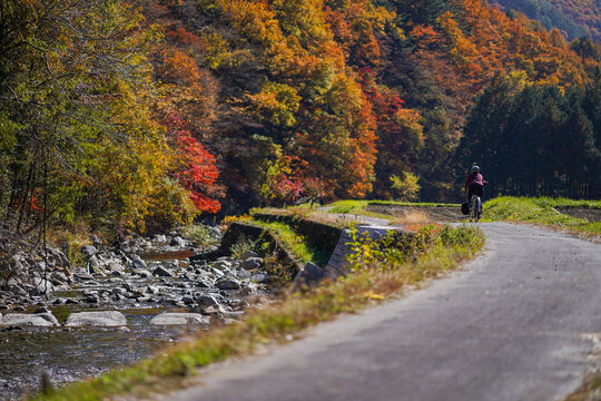 A cyclist enjoying riding by the river with beautiful scenery of autumn leaves in Kaida Kogen, Nagano Prefecture, Japan.