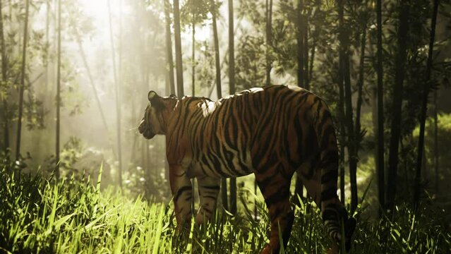 Under the radiant sun, a massive Bengal tiger pursues its quarry through a dense bamboo thicket