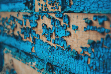 Selective focus old blue cracked paint. The texture of the old door with cracks. Dried in the sun and cracked color on the wall of country house. Peeling coating. Cracked paint on a wooden surface.