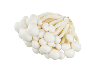 Shimeji mushroom isolated on white background.