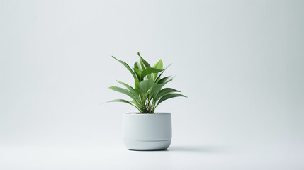 A plant in a small white pot on a white background - obrazy, fototapety, plakaty