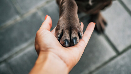 Dog's paw in human's hand