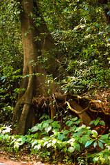 Fototapeta premium tree roots in the amba forest in southern maharashtra