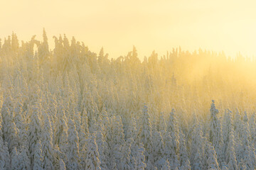 Winter forest of the Totenaasen Hills, Norway.