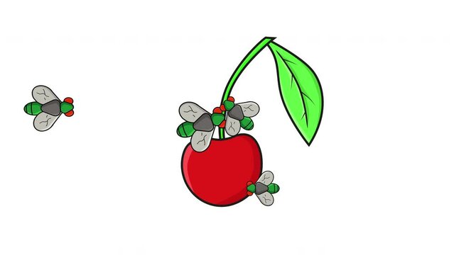 Animation of cherries being attacked by flies