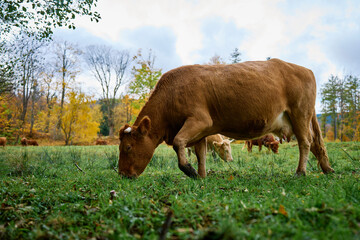Brown cow grazing on field with green grass