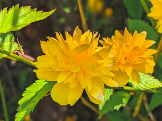 details of a yellow flowering plant, Kerria japonica pleniflora, double flower