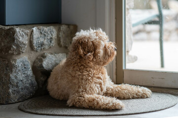 Golden doodle looking out the window
