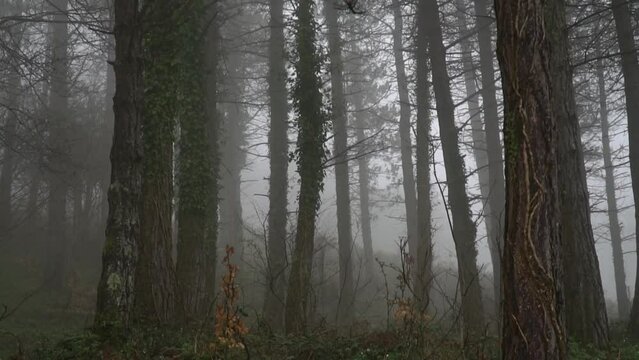 Winter forest in the middle of the fog