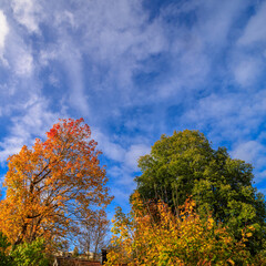 autumn landscape with trees and sky