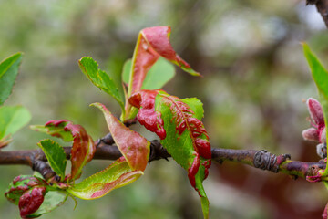 Peach leaf curl. Fungal disease of peaches tree. Taphrina deformans. Peach tree fungus disease....