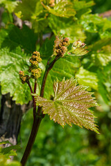 Young green tender leaves of grapes on a background of blue sky in spring