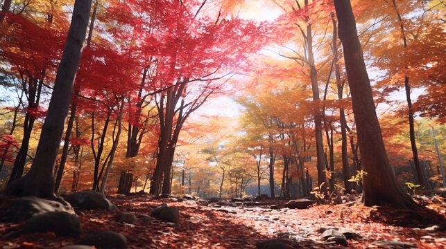 Fall foliage and colorful trees in a woodland. colors of fall in the forest. Autumn leaves in nature are colorful. Japan's fall season. The sun's strong light illuminated the forest in fall.