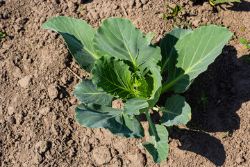 young cabbage sprout on the vegetable bed