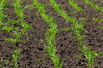Young corn plants growing on the field on a sunny day. Selective focus