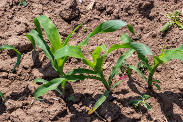 Young corn plants growing on the field on a sunny day. Selective focus