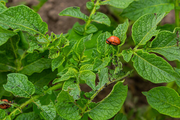 The Colorado potato red striped beetle Leptinotarsa decemlineata is a serious pest of potatoes